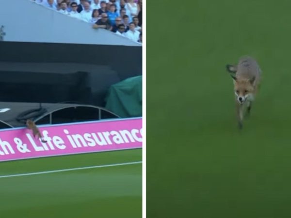 watch-sneaky-fox-interrupts-play-at-the-t20-blast.Click to read full article.