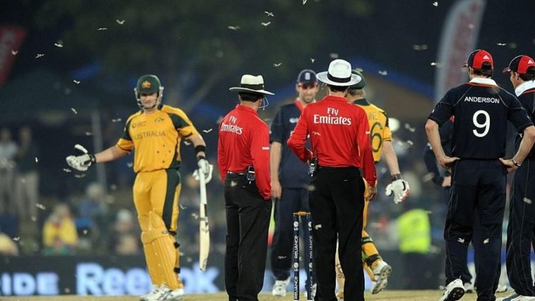 Cricket and other insects: A list of bug invasions on the cricket field