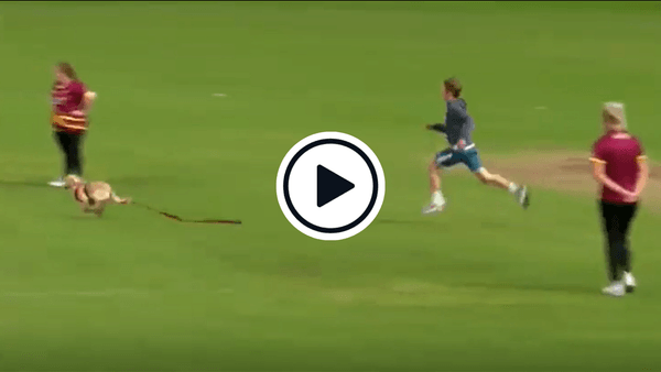 watch-dog-steals-ball-in-ireland-domestic-game-receives-strokes-from-batter.Click to read full article.