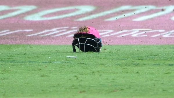 bees-stop-england-lions.Click to read full article.