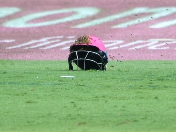 bees-stop-england-lions.Click to read full article.