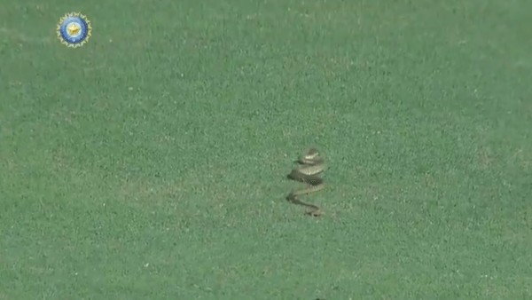 watch-snake-stops-play-in-ranji-trophy-match.Click to read full article.