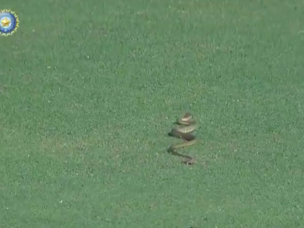 watch-snake-stops-play-in-ranji-trophy-match.Click to read full article.