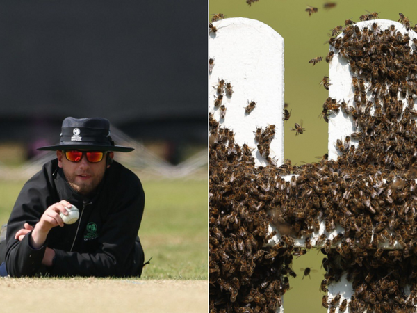 cricket-ireland-call-out-beekeeper-unexpected-swarm-delays-domestic-clash-ire.Click to read full article.