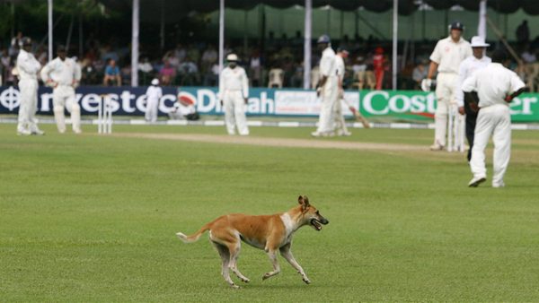 dogs-cricket-harry-pearson-nightwatchman.Click to read full article.