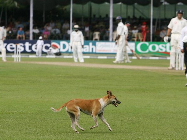 dogs-cricket-harry-pearson-nightwatchman.Click to read full article.