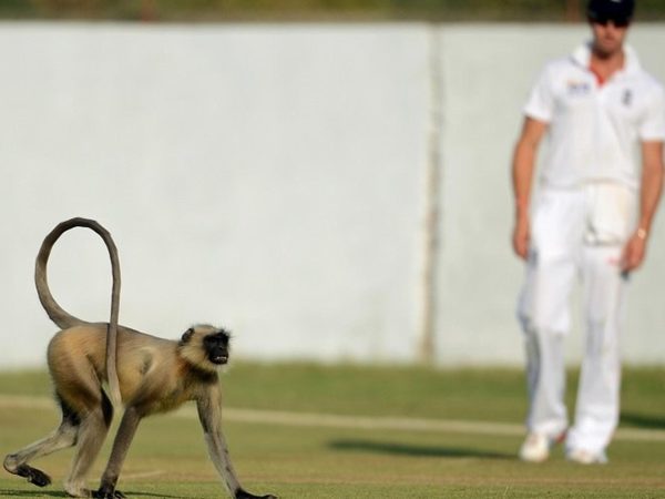 the-ten-weird-and-wonderful-interruptions-in-play.Click to read full article.