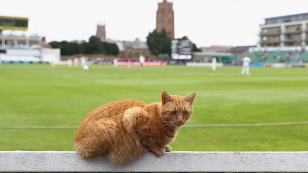 could-cat-cricket-combat-coronavirus-cancellations.Click to read full article.