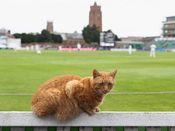 could-cat-cricket-combat-coronavirus-cancellations.Click to read full article.
