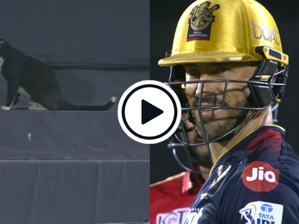 watch-faf-du-plessis-grins-as-cat-above-sightscreen-stops-play-in-ipl.Click to read full article.